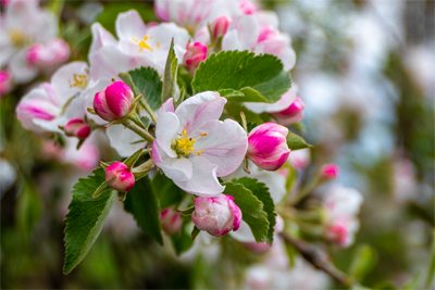 apple_blossom